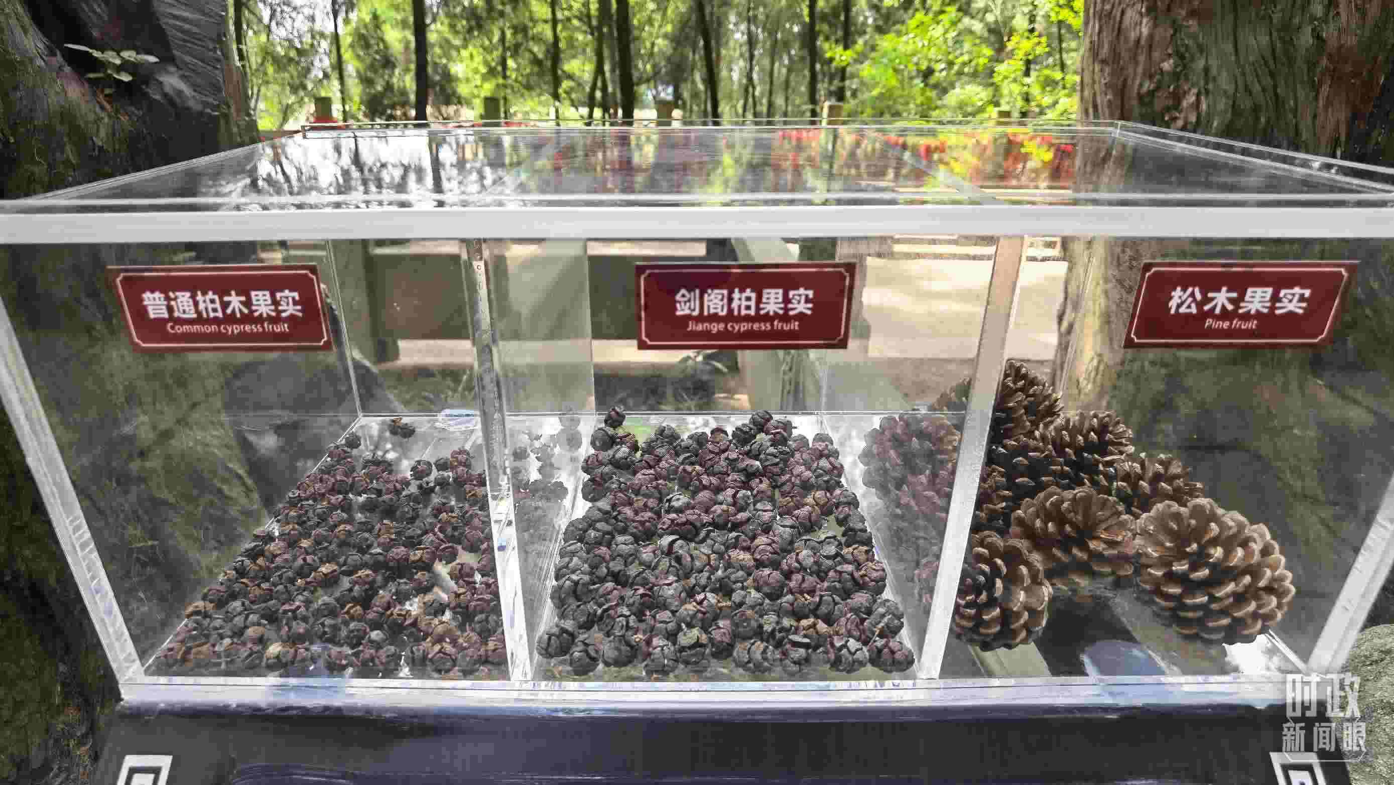 △翠云廊古蜀道，現(xiàn)場陳列的柏木和松木果實。（總臺央視記者石丞拍攝）