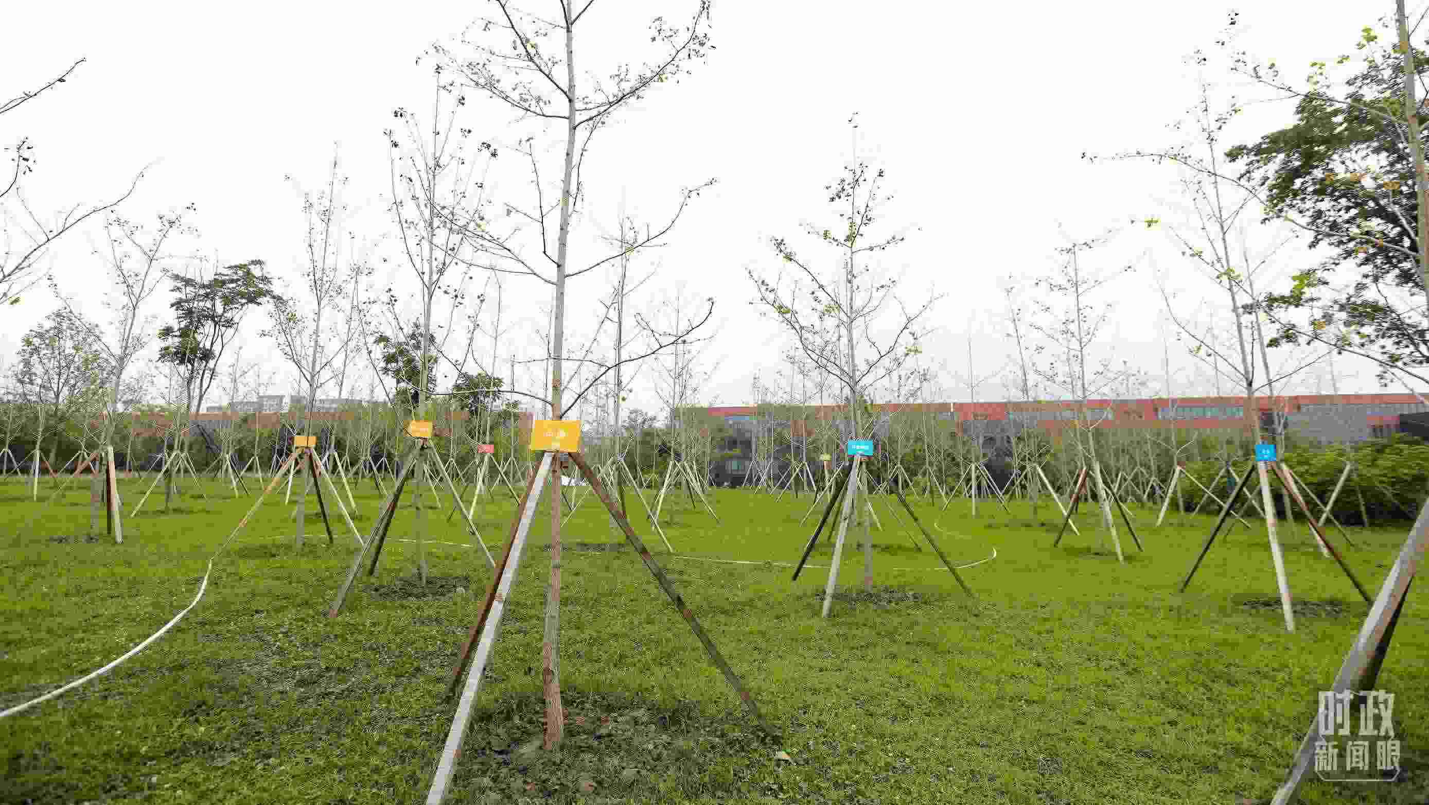 成都大運村內專門種植了友誼林，各國代表團都可認領。