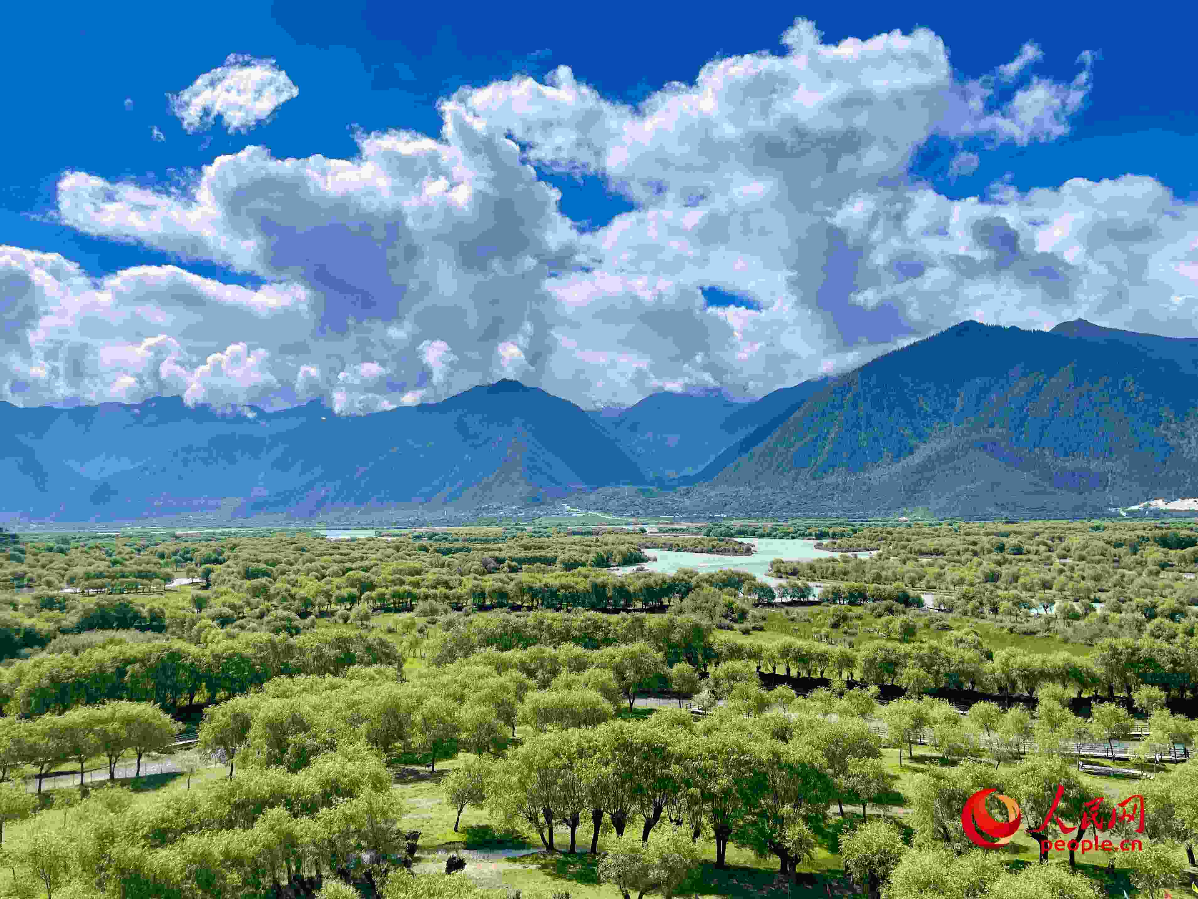 夏日的雅尼國家濕地公園生機(jī)盎然，如詩如畫。人民網(wǎng) 周靜圓攝