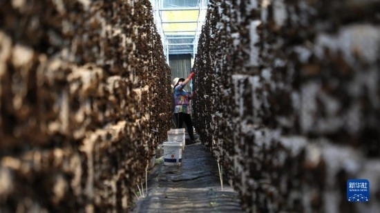 7月29日，在卓尼縣納浪鎮(zhèn)納浪村黑木耳種植基地，農(nóng)戶在采摘黑木耳。