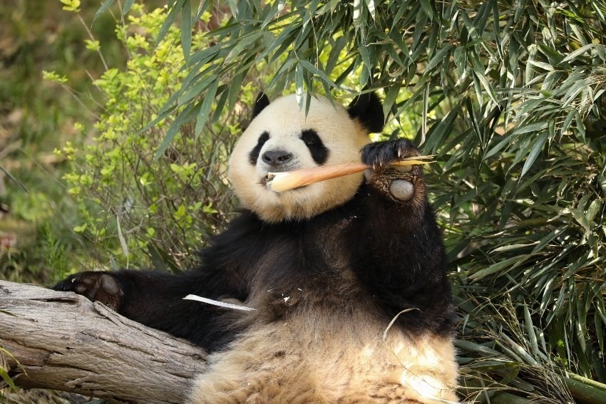 大熊貓“芝麻”。成都大熊貓繁育研究基地供圖