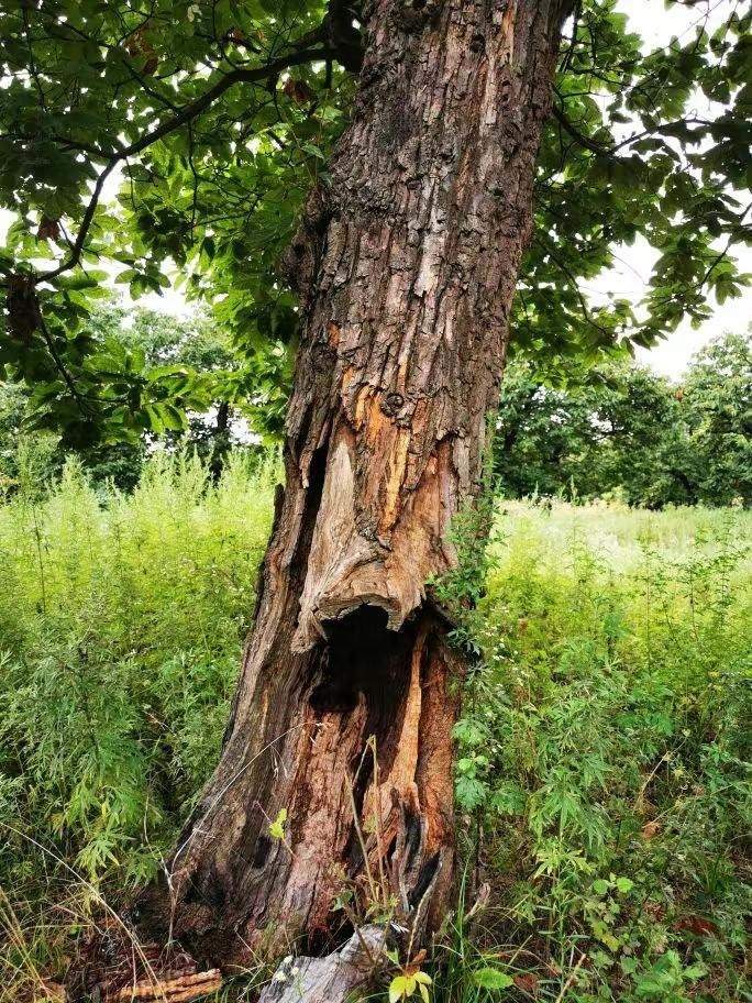 圖為2021年10月拍攝的秦嶺北麓百年板栗古樹(shù)遭破壞情況。人民網(wǎng)記者 吳超攝