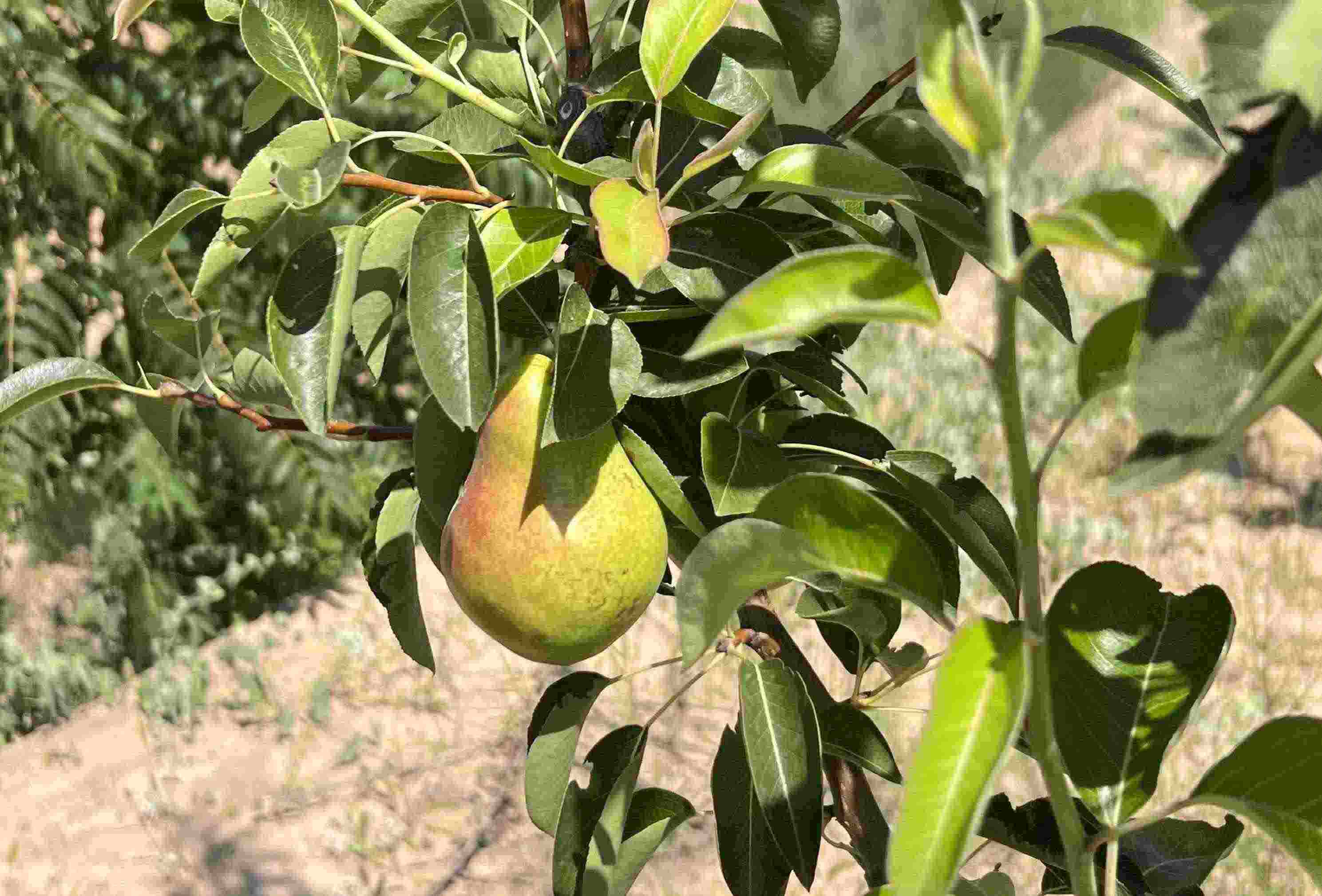 青梨基地果樹上的幼果。人民網(wǎng)記者 王連香攝