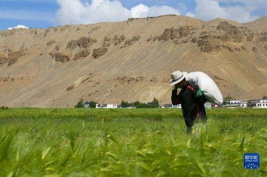 8月12日，西藏阿里地區(qū)普蘭縣赤德村村民在青稞田里勞作。