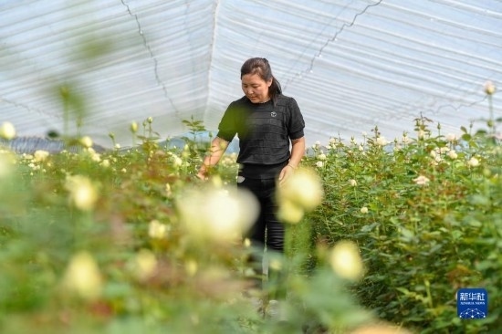 8月17日，吉林省德惠市朱城子鎮(zhèn)沿河村程雪家庭農(nóng)場(chǎng)的負(fù)責(zé)人楊雪在查看玫瑰花長(zhǎng)勢(shì)。新華社記者 張楠 攝