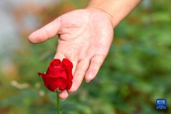 8月17日，吉林省德惠市朱城子鎮(zhèn)沿河村程雪家庭農(nóng)場(chǎng)的負(fù)責(zé)人楊雪在查看玫瑰花長(zhǎng)勢(shì)。新華社記者 張楠 攝