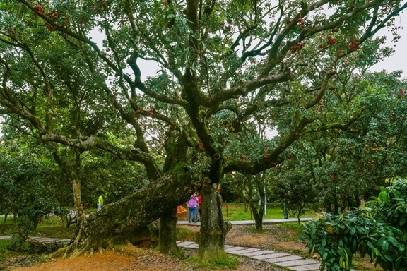 高州市根子鎮(zhèn)柏橋村古荔枝種植園。丘立賀攝