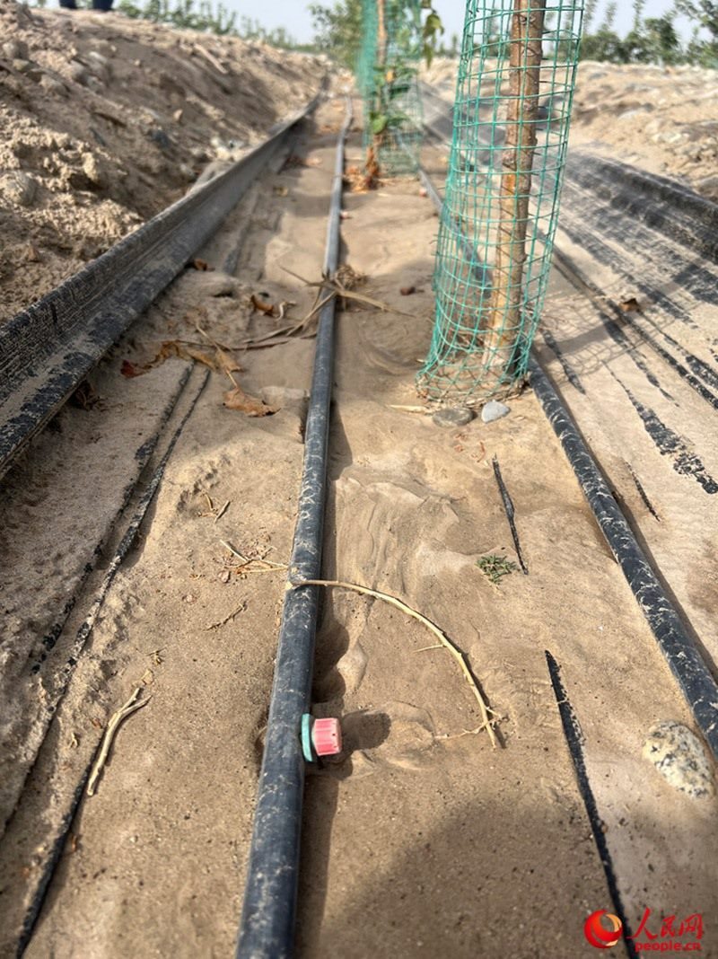 水肥一體化滴灌技術(shù)，可極大節(jié)約用水量。人民網(wǎng)記者 常雪梅攝