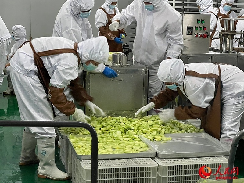 切片哈密瓜將被做成凍干食品。人民網(wǎng)記者 常雪梅攝