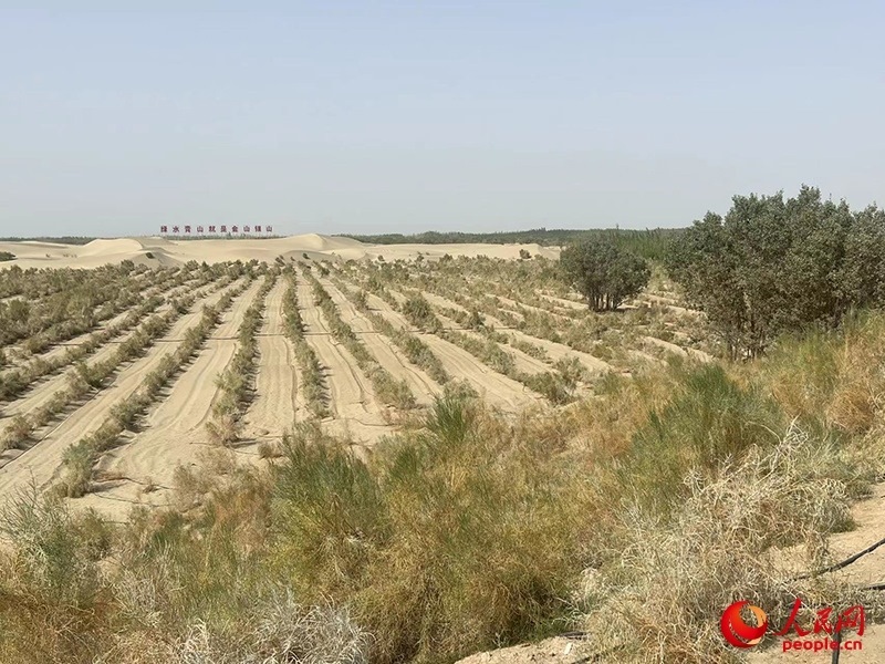 麥蓋提縣百萬(wàn)畝防風(fēng)固沙生態(tài)林建設(shè)工程。人民網(wǎng)記者 常雪梅攝