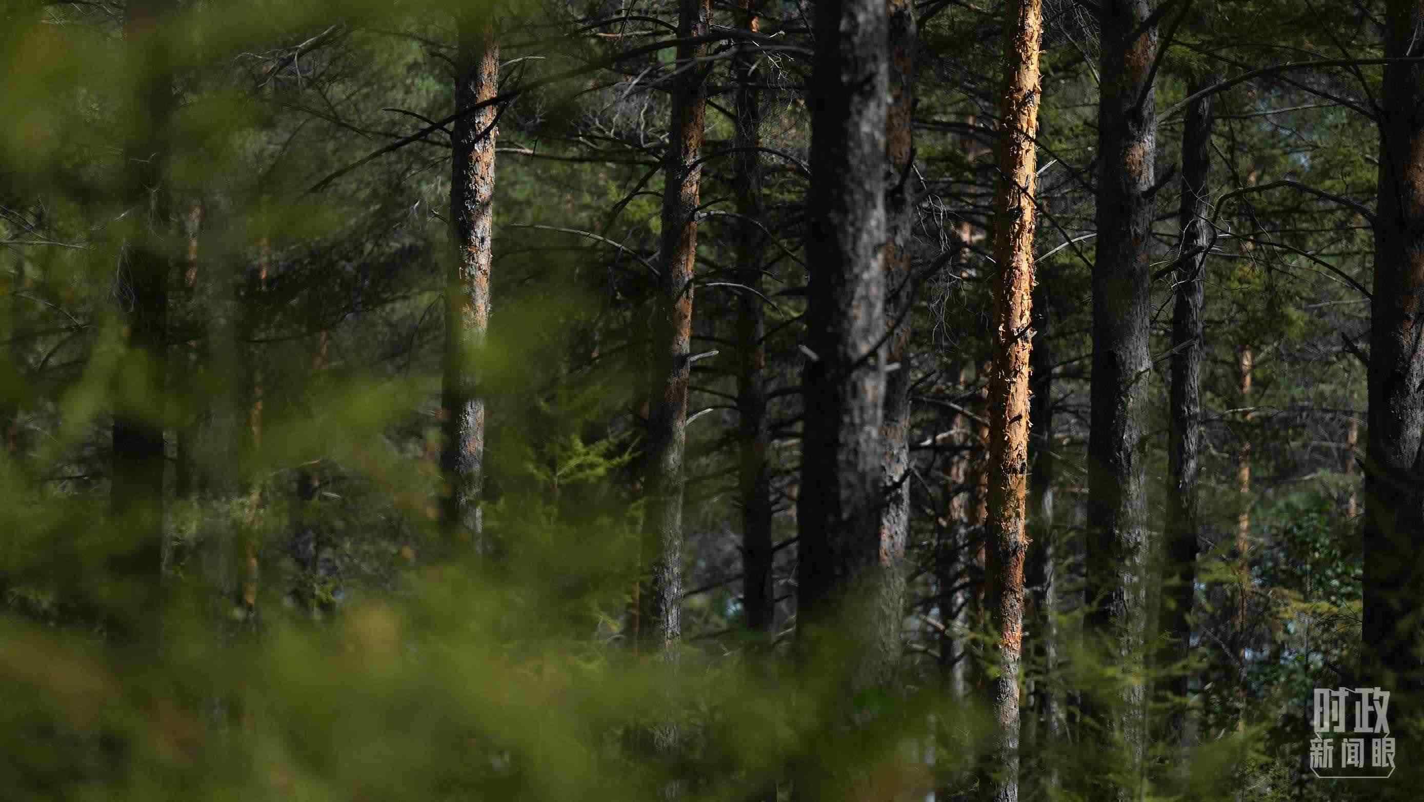 △漠河林場有天然林3.54萬公頃、蓄積量325.3萬立方米。（總臺國廣記者李晉拍攝）