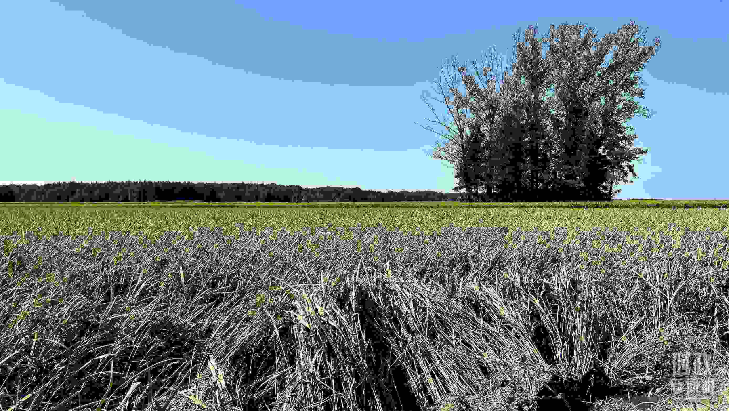 △龍王廟村遭受洪澇災害的農(nóng)田。（總臺央視記者邢彬拍攝）