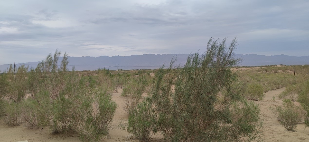 曾經(jīng)的荒漠現(xiàn)已被大面積梭梭林覆蓋。張璐璐 攝