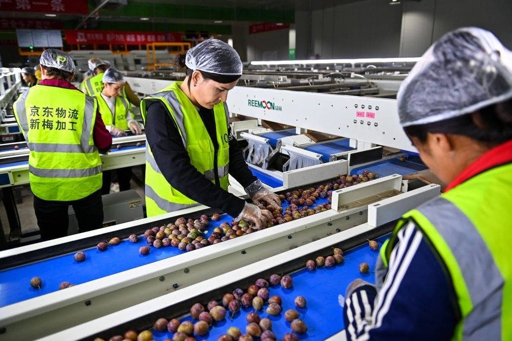 在新疆伽師縣粵伽新梅產(chǎn)業(yè)園內(nèi)的京東物流新疆智能供應鏈中心，員工在智能分揀線檢查分選好的新梅（2023年8月30日攝）。新華社記者 丁磊 攝