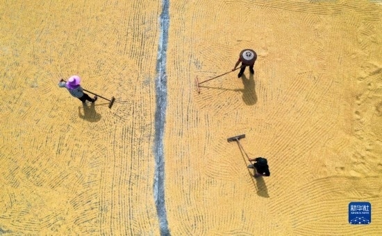 9月16日，湖南省郴州市桂陽(yáng)縣流峰鎮(zhèn)農(nóng)民在晾曬稻谷（無(wú)人機(jī)照片）。