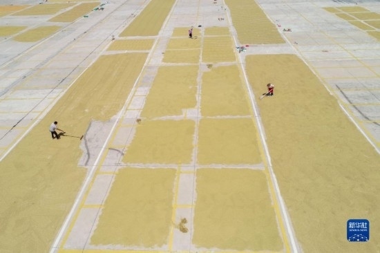 9月16日，村民在貴州省黔東南苗族侗族自治州丹寨縣金泉街道晾曬稻谷（無(wú)人機(jī)照片）。