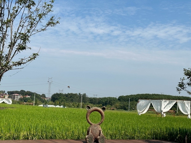 林語未來村打造農(nóng)家畈田園綜合體。人民網(wǎng) 王紹紹攝