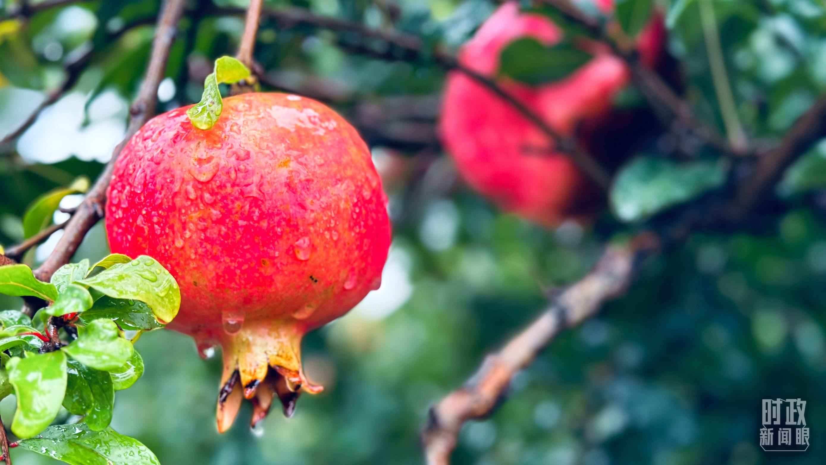 △一場秋雨過后，石榴更顯晶瑩。（總臺央視記者李輝、范一鳴拍攝）