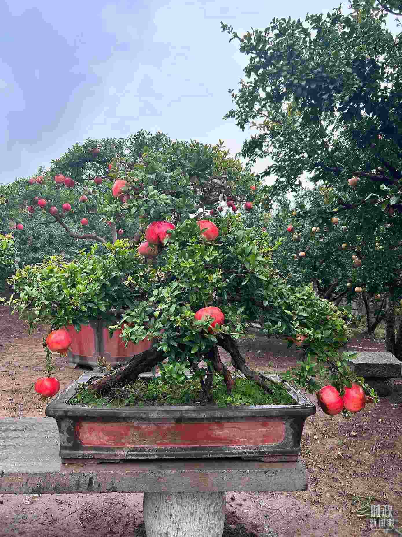 △冠世榴園內(nèi)的石榴盆栽。（總臺央視記者黎兵拍攝）