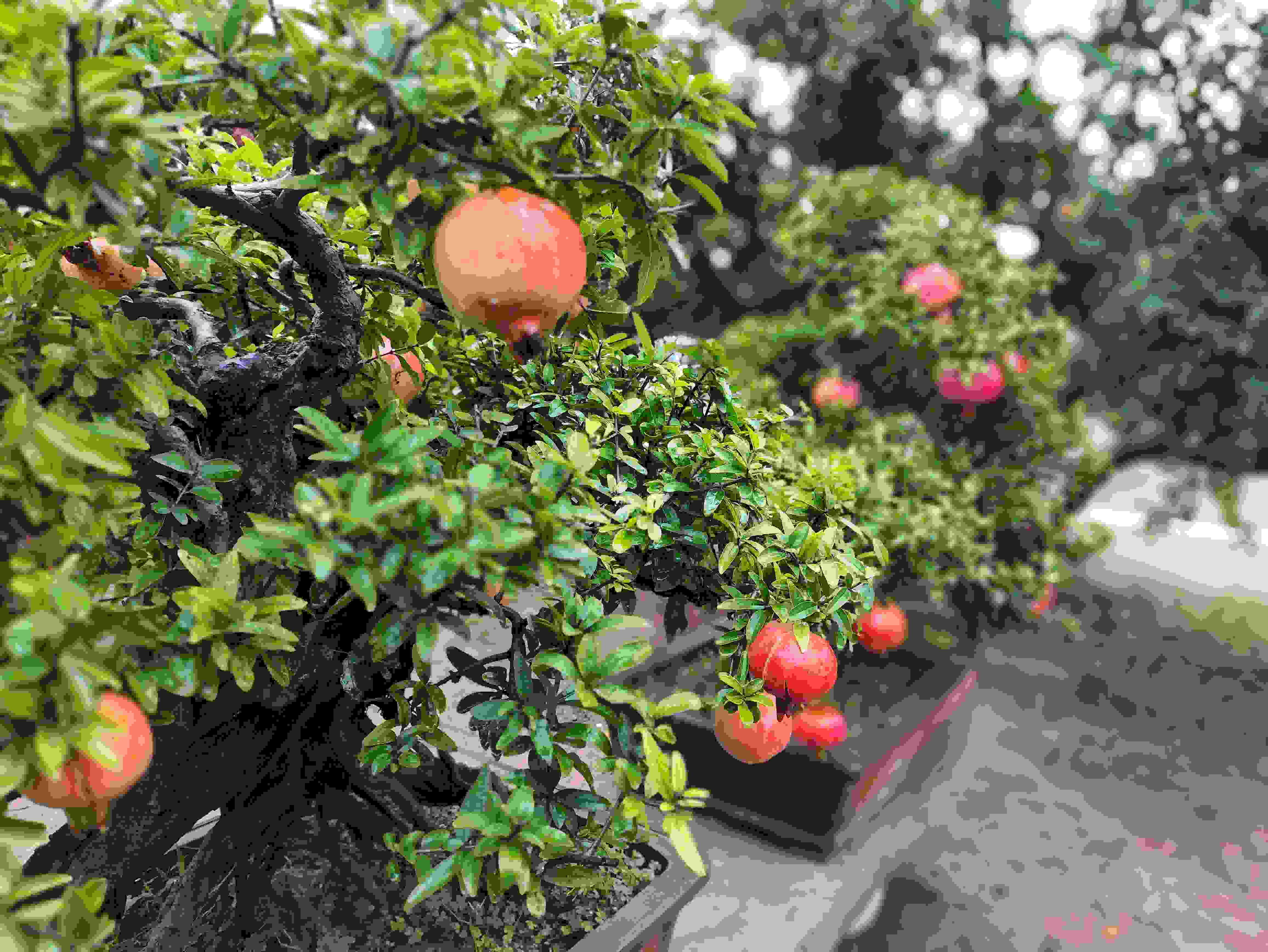 △石榴的發(fā)展帶動了當(dāng)?shù)厥衽杈爱a(chǎn)業(yè)。（總臺央視記者鐘信偉拍攝）