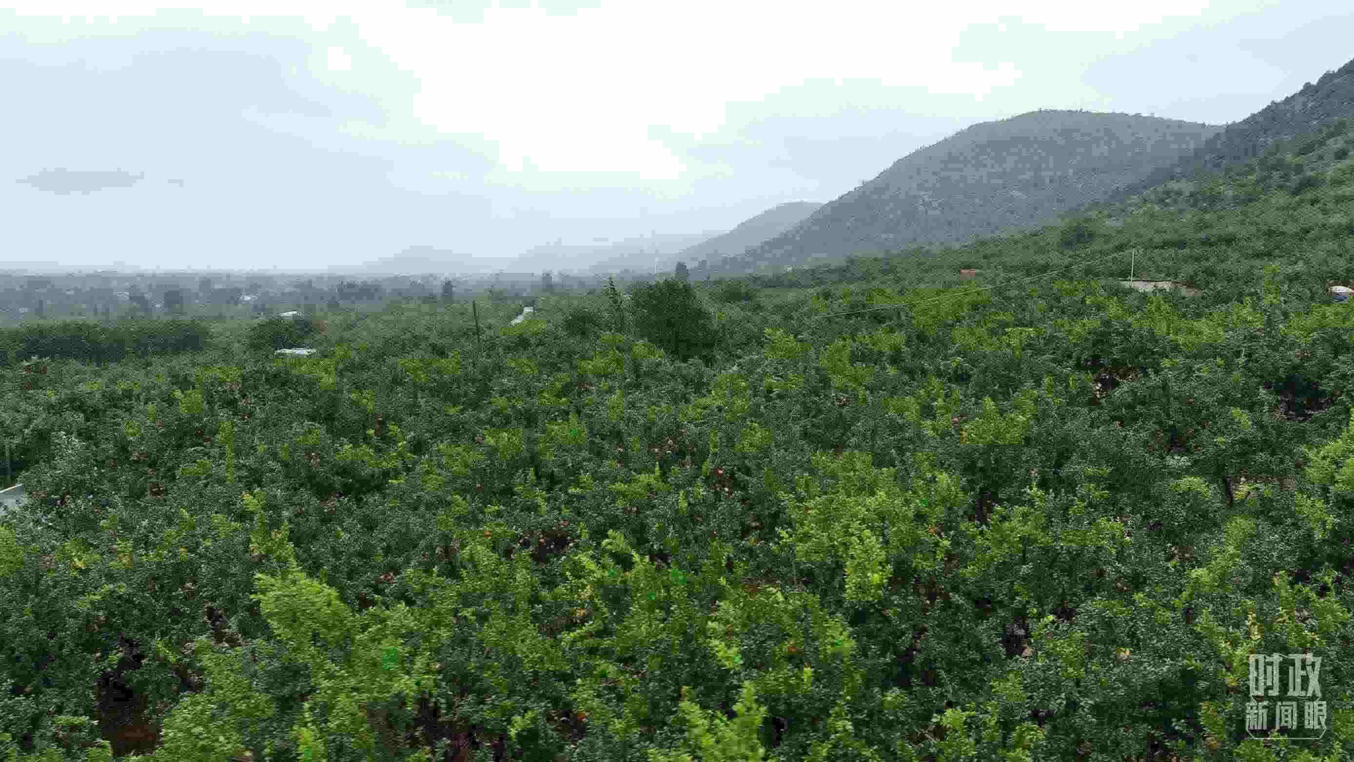 △山東棗莊冠世榴園。（總臺記者韓森、張鵬拍攝）