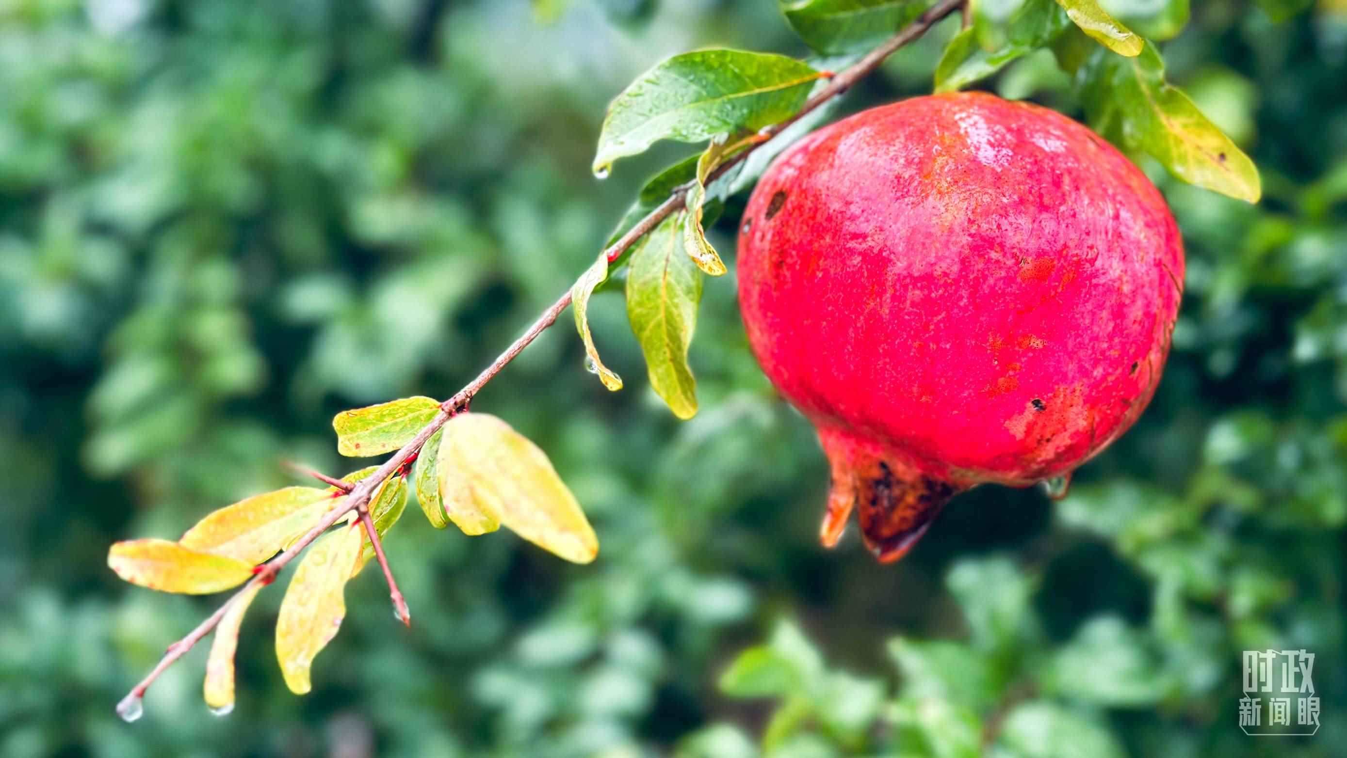 △山東省棗莊市冠世榴園，石榴紅了。（總臺央視記者范一鳴拍攝）
