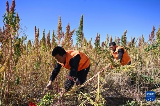 9月28日，農民參加內蒙古武川縣首屆藜麥開鐮節(jié)割藜麥比賽。