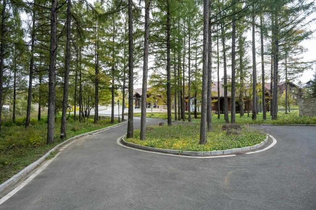 園區(qū)里“路讓樹”成為行為準(zhǔn)則。王哲攝