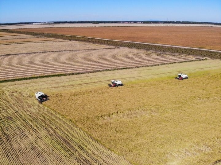 這是在位于黑龍江雙鴨山市友誼縣的北大荒農(nóng)業(yè)股份有限公司友誼分公司一地塊拍攝的水稻收獲現(xiàn)場（2023年9月21日攝，無人機(jī)照片）。新華社記者 王松 攝