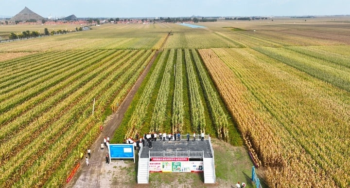 在遼寧省鐵嶺縣蔡牛鎮(zhèn)，外地農(nóng)民到張莊玉米合作社的大田里學(xué)習(xí)玉米選種和栽種技術(shù)（2023年9月26日攝，無人機(jī)照片）。新華社記者 楊青 攝