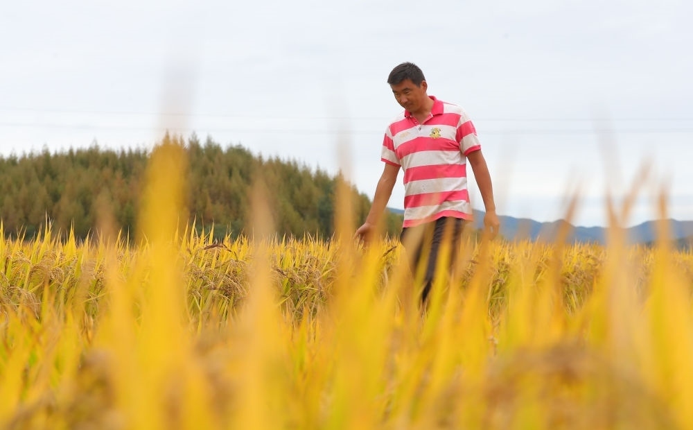 在遼寧省撫順市新賓滿族自治縣新賓鎮(zhèn)的水稻田里，農(nóng)民丁輝查看水稻成熟情況（2023年9月25日攝）。新華社記者 楊青 攝