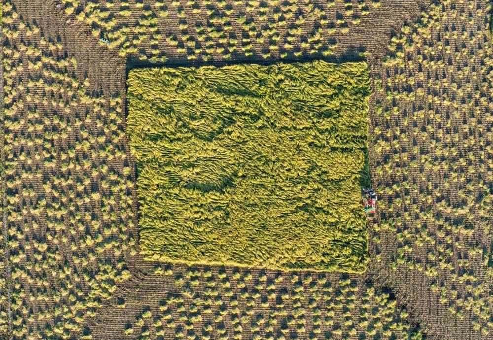 在吉林省舒蘭市平安鎮(zhèn)金星村，農(nóng)民駕駛農(nóng)機(jī)收割水稻（2023年9月21日攝，無人機(jī)照片）。新華社記者 張楠 攝