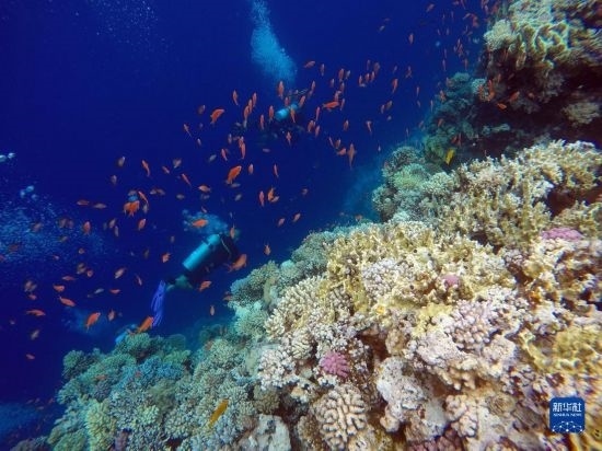  10月2日，人們?cè)诎＜拔髂伟雿u達(dá)哈布藍(lán)洞內(nèi)的珊瑚旁深潛。新華社記者 隋先凱 攝