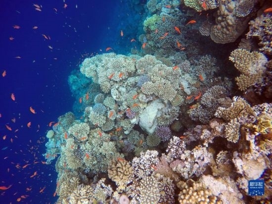  這是10月2日在埃及西奈半島達(dá)哈布藍(lán)洞內(nèi)拍攝的珊瑚和魚類。新華社記者 隋先凱 攝