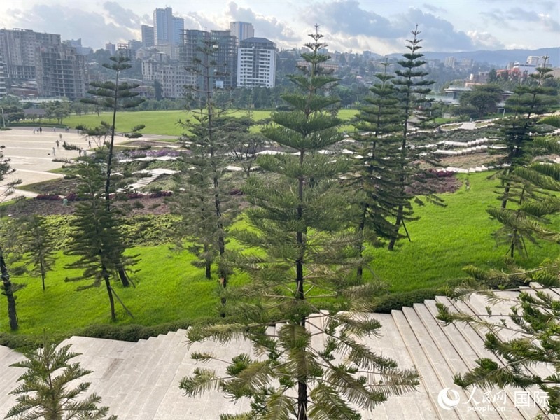 亞的斯亞貝巴友誼廣場的南洋杉。人民網(wǎng)記者 趙艷紅攝