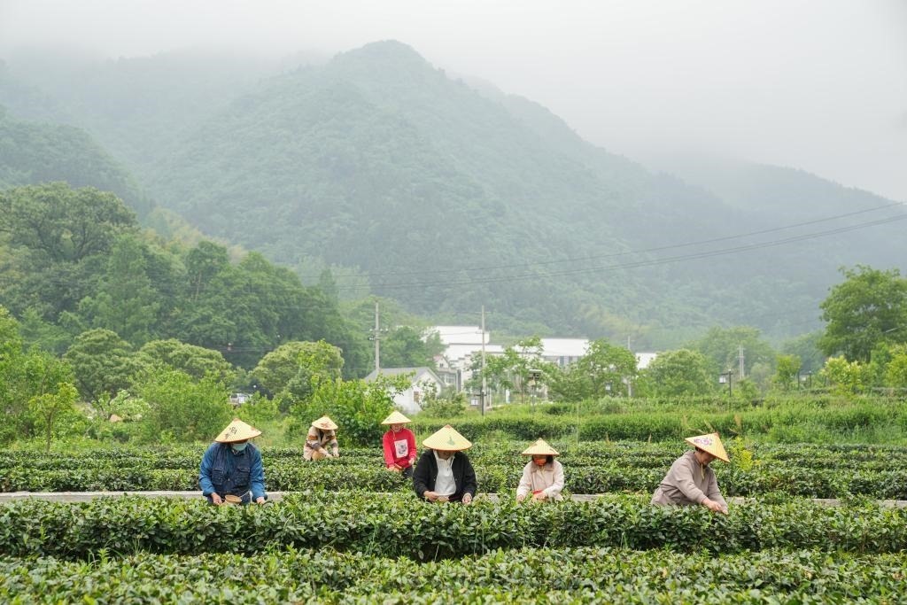 2022年5月11日，村民在大灣村生態(tài)茶園內(nèi)采摘茶葉。新華社記者杜宇攝