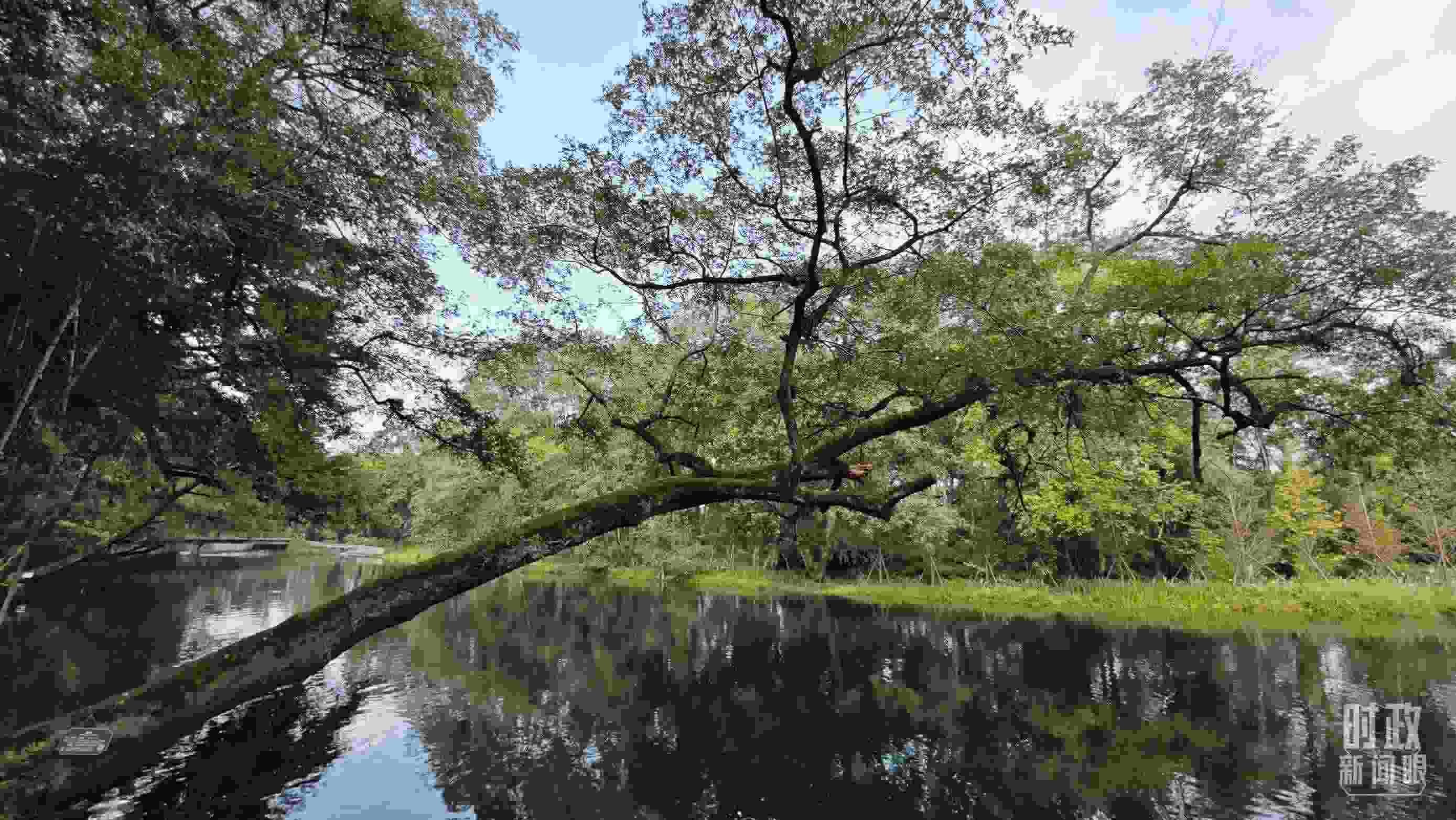 △饒河源國家濕地公園。（總臺央視記者郁振一拍攝）