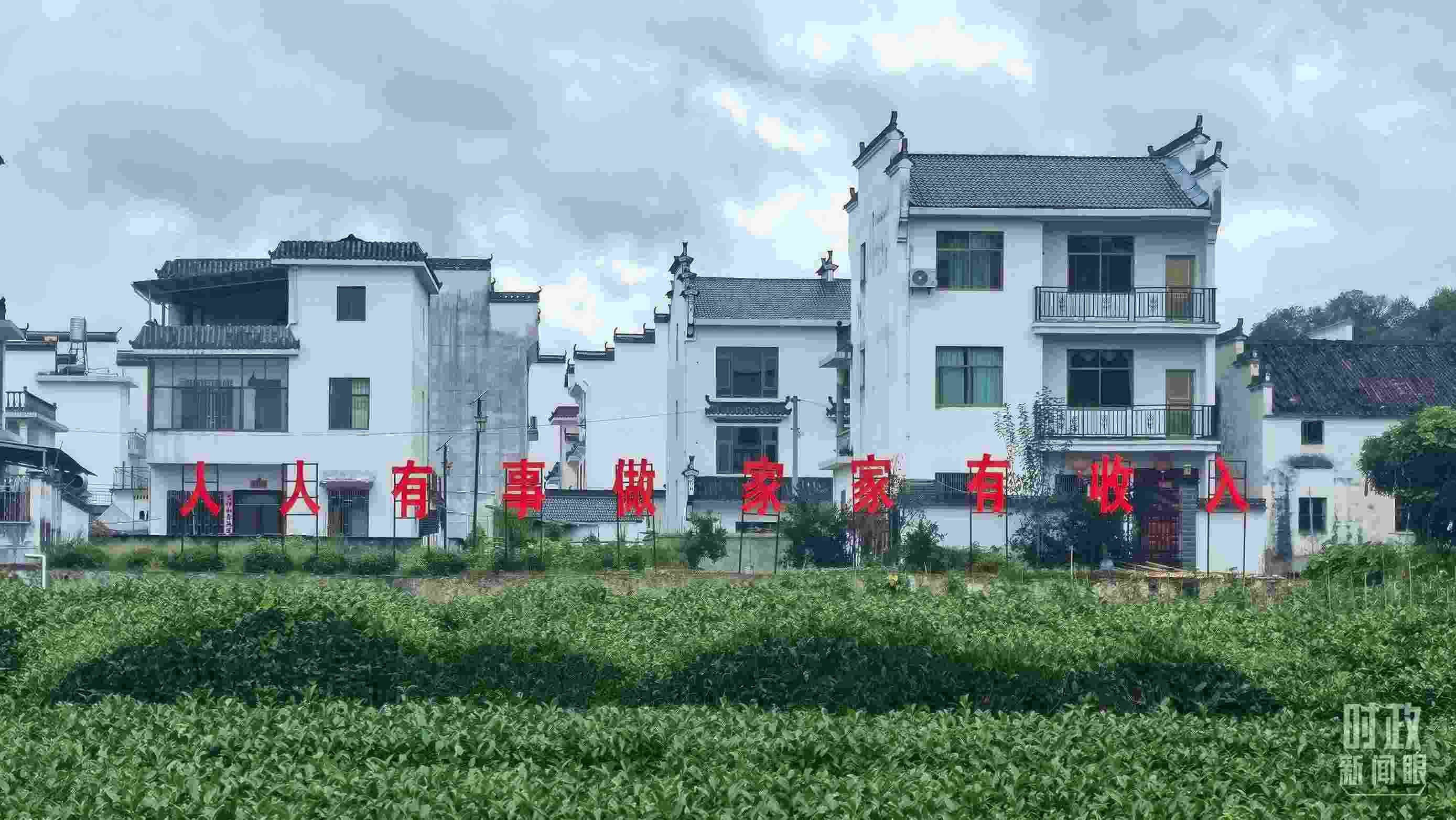 △石門村村民種植的茶葉。（總臺央視記者賈林拍攝）