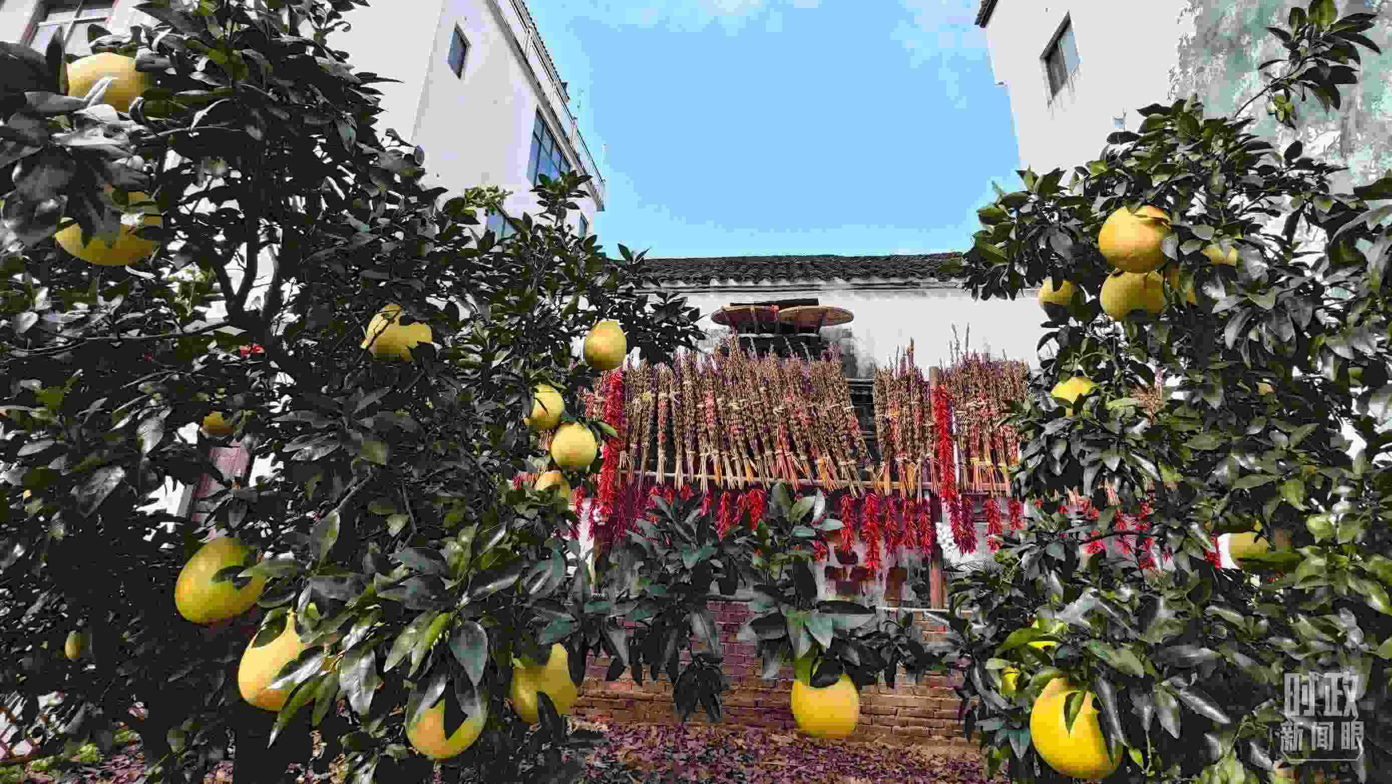 △石門村農(nóng)家小院里碩果累累。（總臺央視記者許永松拍攝）