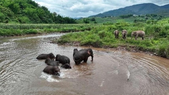 野生亞洲象組團(tuán)泡澡降溫解暑。何有剛攝