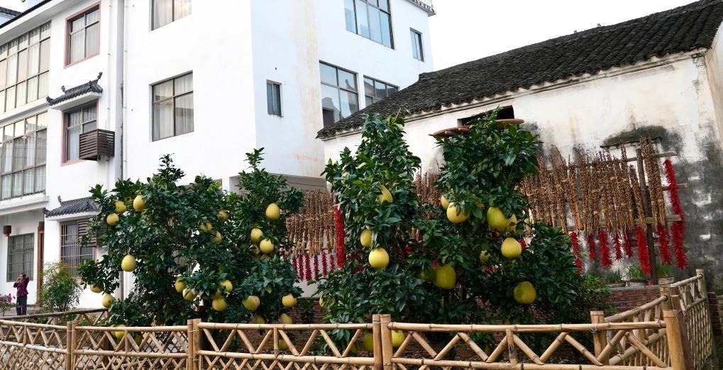 近日在江西省上饒市婺源縣秋口鎮(zhèn)王村石門自然村拍攝的馬家柚。新華社記者 胡晨歡 攝