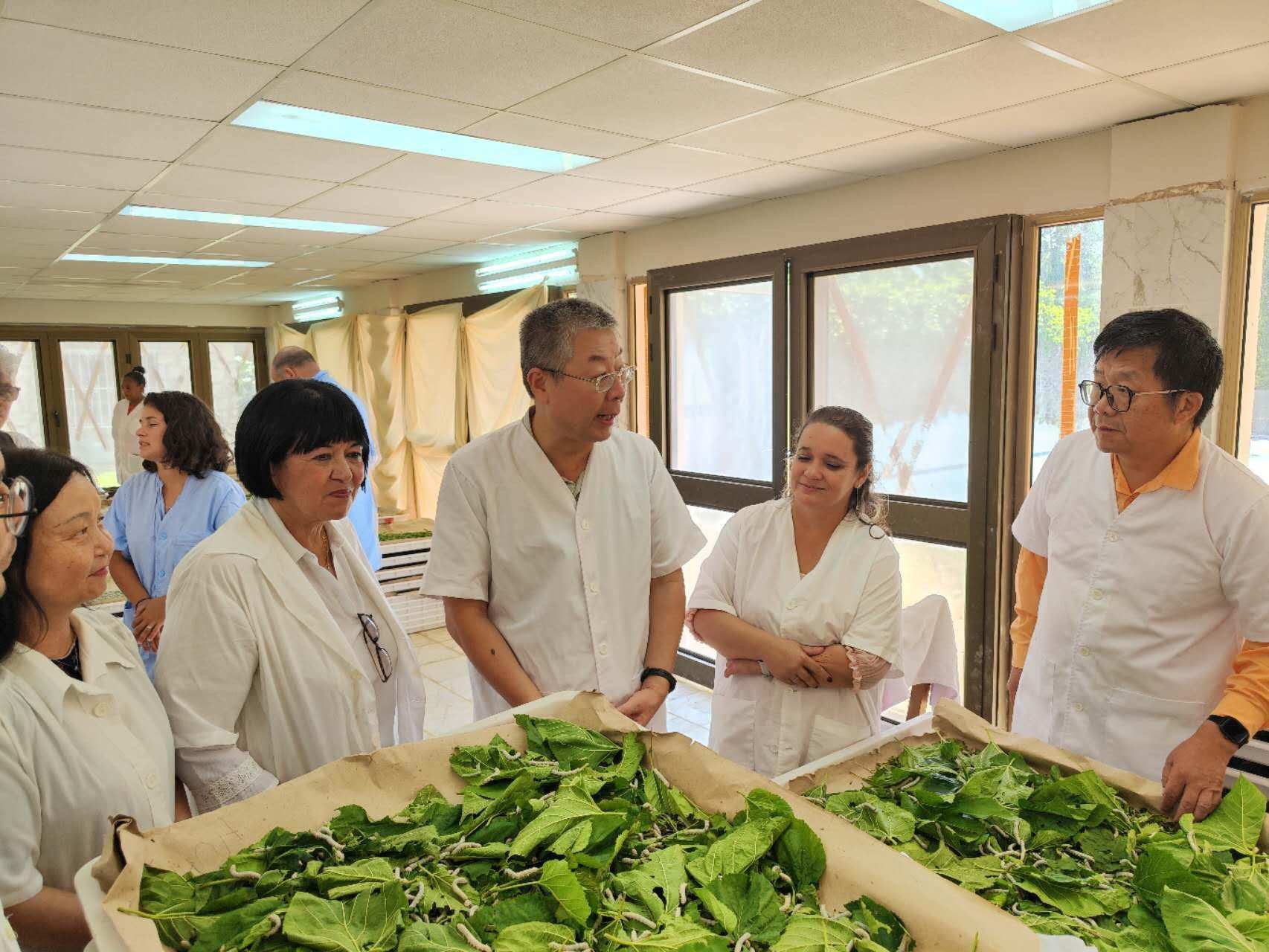 2023年5月23日，中國駐古巴大使馬輝考察古中蠶?？萍己献髦行?。來源：中國駐古巴大使館官網(wǎng)