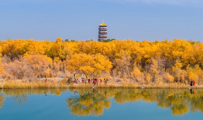 胡楊林金碧耀眼。蘭州局集團公司融媒體中心供圖