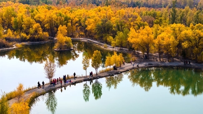 胡楊林金碧耀眼。蘭州局集團公司融媒體中心供圖