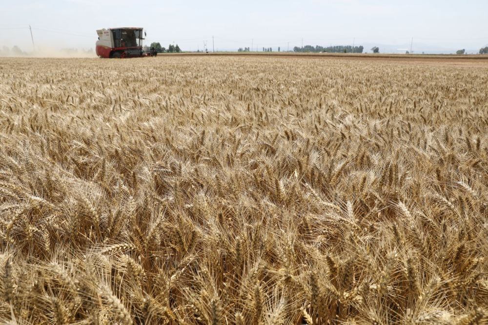  河南省焦作市溫縣黃河街道張王莊村村民駕駛收割機在田間收獲小麥（2023年6月6日攝）。新華社發(fā)（徐宏星 攝）
