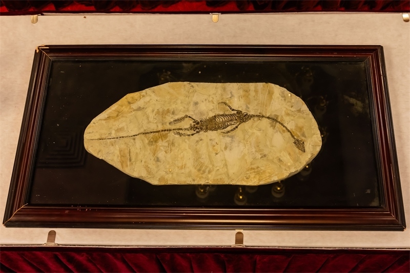 潛龍化石。國家文物局供圖