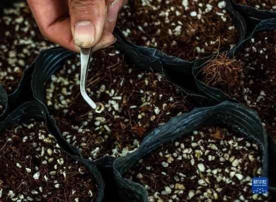 云南錦科花卉工程研究中心里已經發(fā)芽的太空種子（4月3日攝）。