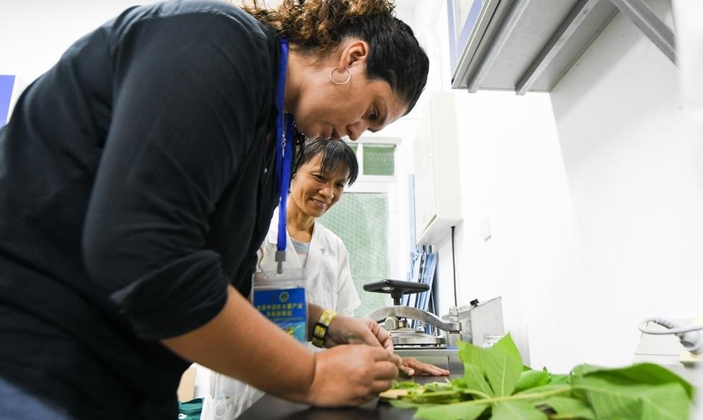 9月17日，來自哥倫比亞的研修班學(xué)員埃文·奧拉亞（左）在中國專家的指導(dǎo)下學(xué)習(xí)實(shí)操木薯組培快速繁育技術(shù)。