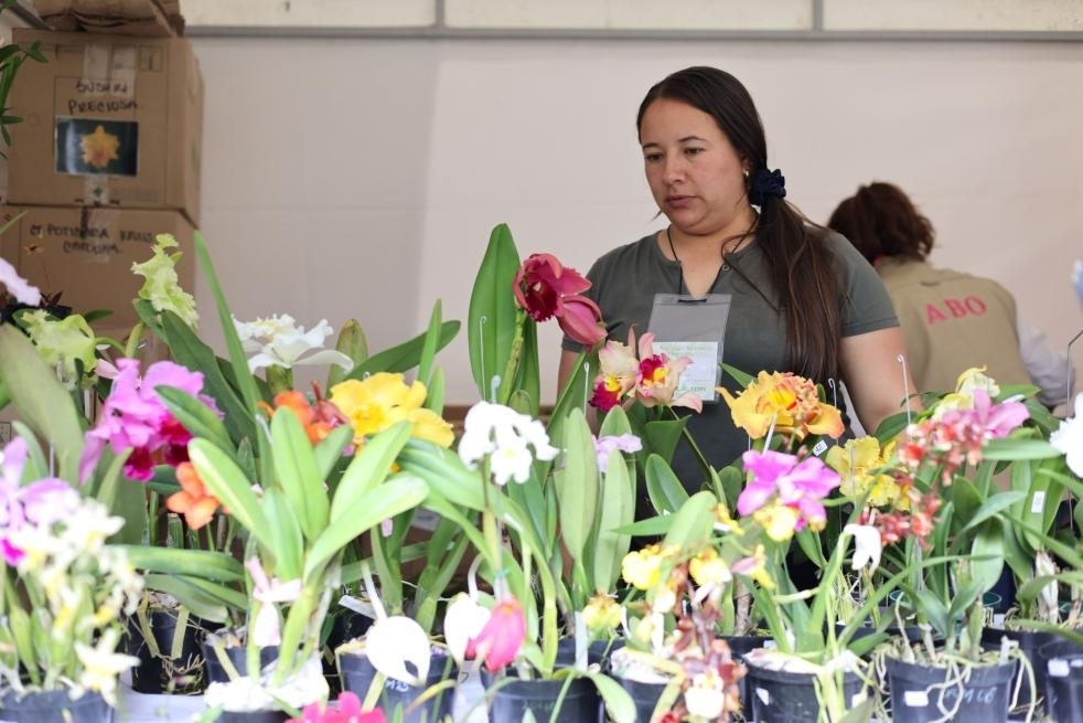 9月14日至17日，哥倫比亞首都波哥大舉辦蘭花展。