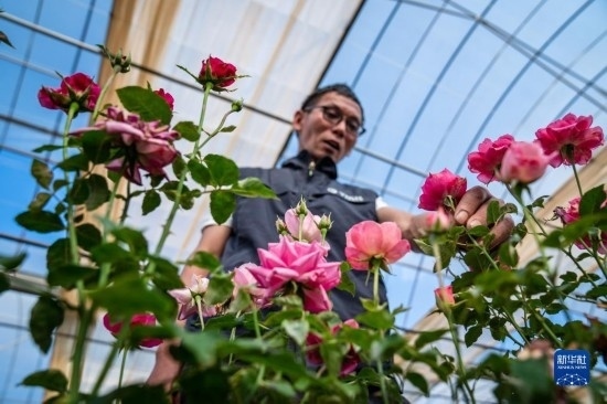 在云南省安寧市現代農業(yè)園區(qū)玫瑰種植示范園，技術員田連通觀察玫瑰花（10月20日攝）。